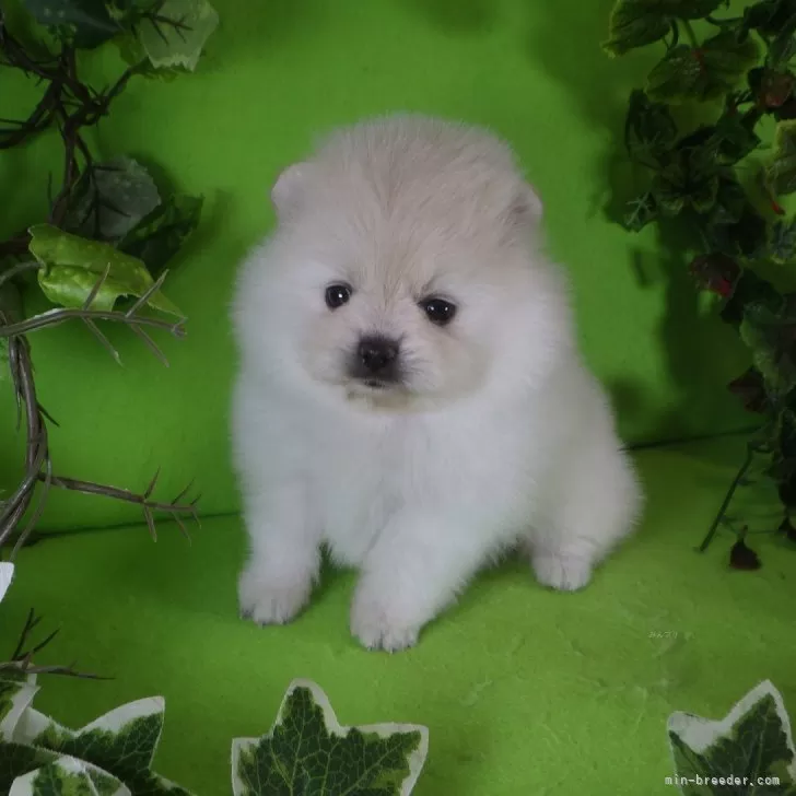 ID：2409-01339の子犬