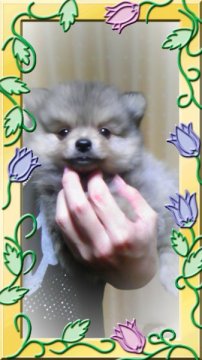 ポメラニアン【神奈川県・男の子・2011年9月13日・クリーム】の写真「」