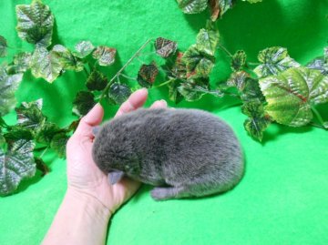 ポメラニアン【神奈川県・男の子・2013年11月16日・ブルータン】の写真「トトロ色の希少カラーです！！」