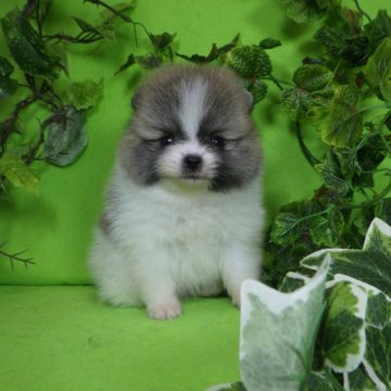 ポメラニアン【神奈川県・男の子・2024年3月6日・オレンジ&ホワイト】の写真「♡小粒っ子４兄妹のご紹介です♡」