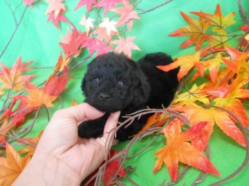 トイプードル(トイ)【神奈川県・男の子・2014年9月23日・ブラック】の写真「とっても毛量の有る子です！！」