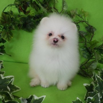 ポメラニアン【神奈川県・男の子・2023年10月12日・ホワイト(オフホワイト)】の写真「３月３１日までの販売価格となります。」
