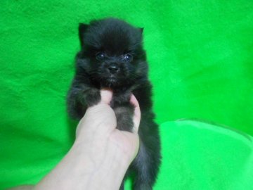 ポメラニアン【神奈川県・男の子・2012年9月8日・ブラックタン】の写真「」