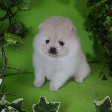 ポメラニアン【神奈川県・女の子・2024年8月5日・クリーム(オフホワイト)】の写真「優しいお顔の女の子です♪」