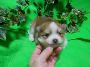 ポメラニアン【神奈川県・男の子・2013年10月25日・オレンジ&ホワイト】の写真「ショートボディーのタヌキ顔です。」