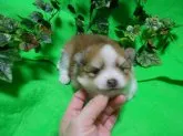 ポメラニアン【神奈川県・男の子・2013年10月25日・オレンジ&ホワイト】の写真1