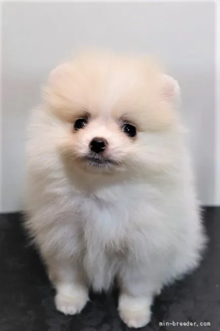 ID:2109-01847の子犬