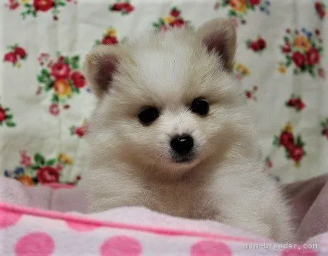ID:1711-00391の子犬