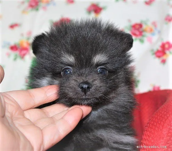 M.T 様のお迎えした子犬