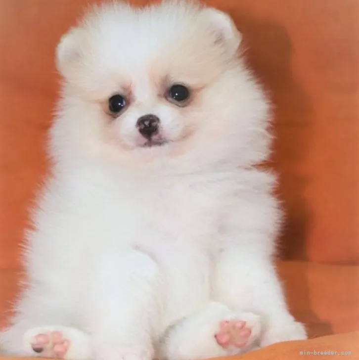 ID:2301-00018の子犬