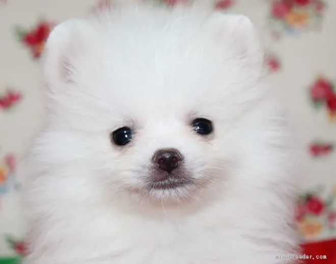 ID：2009-03141の子犬