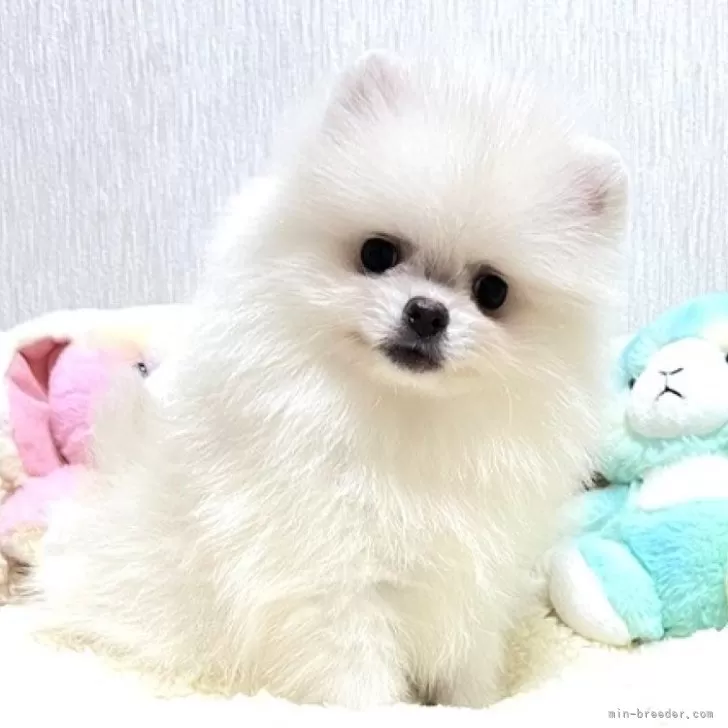 ID:2410-07486の子犬