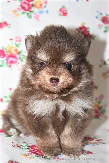 ID:1912-02864の子犬