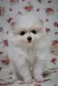 ポメラニアン【大阪府・男の子・2019年4月18日・パーティー】の写真2