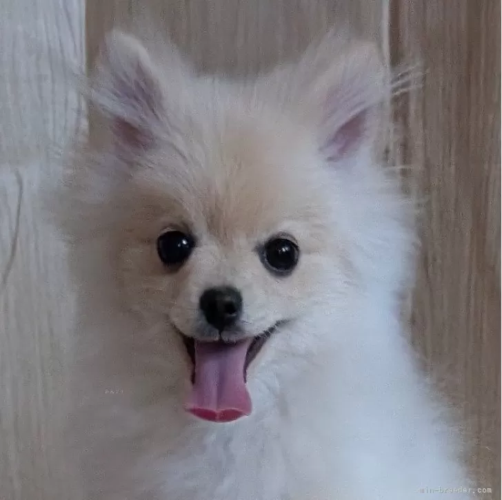 sawa 様のお迎えした子犬