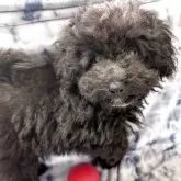 ミニチュアプードル