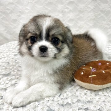 チワワ(ロング)【岡山県・女の子・2025年9月6日・フォーン&ホワイト】の写真「甘えん坊でまんまるボディが素敵なチワワの女の子♡」