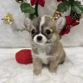 チワワ(ロング)【岡山県・女の子・2024年9月28日・フォーン&ホワイト】の写真1