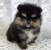 ポメラニアン
