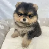 ポメラニアン