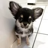 チワワ(ロング)