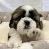 シーズー