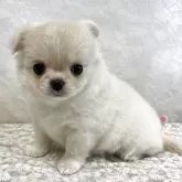 チワワ(ロング)