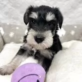 ミニチュアシュナウザー【岡山県・男の子・2025年5月16日・ブラック&シルバー】の写真6