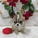 チワワ(ロング)【岡山県・女の子・2024年9月28日・フォーン&ホワイト】の写真2