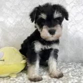 ミニチュアシュナウザー【岡山県・女の子・2025年10月10日・ブラック&シルバー】の写真3