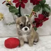 チワワ(ロング)【岡山県・女の子・2024年9月28日・フォーン&ホワイト】の写真3