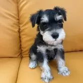 ミニチュアシュナウザー【岡山県・男の子・2025年5月16日・ブラック&シルバー】の写真5