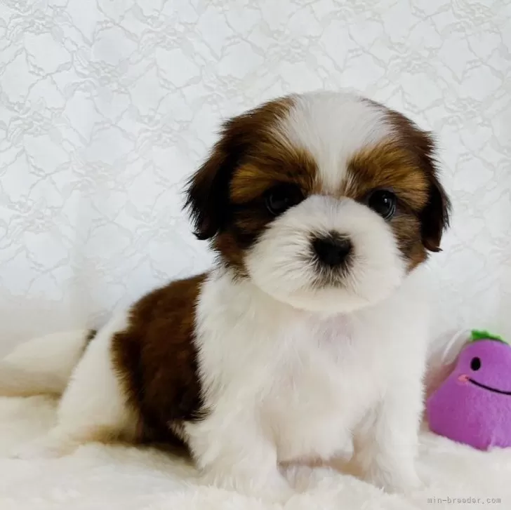 ID:2405-06615の子犬