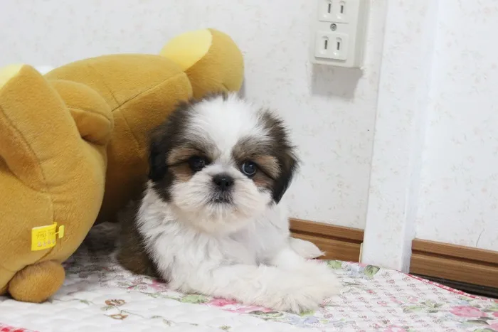 ID：1609-02129の子犬