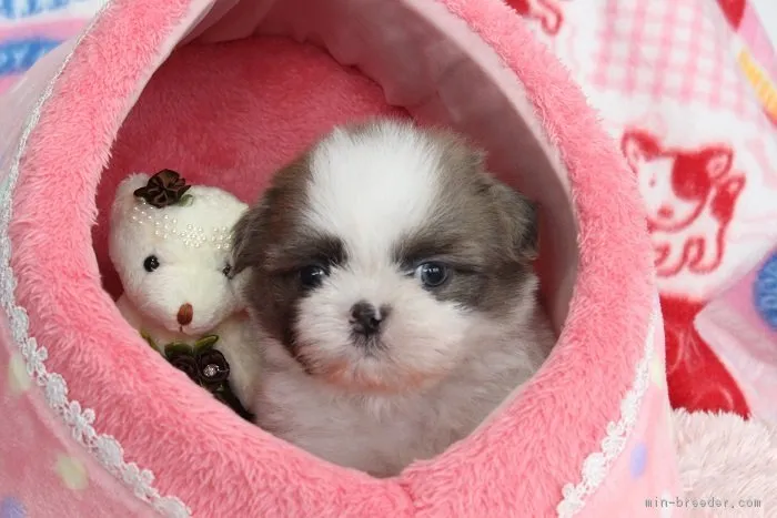 ID:1612-01218の子犬