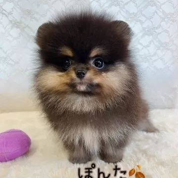 禁断のポメラニアンさ専用 ポメラニアン【岡山県・男の子・2024年8月8日・ブラックタン】毛量