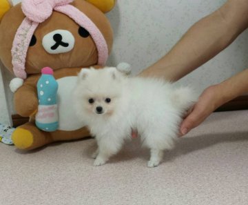 ポメラニアン【岡山県・女の子・2016年6月26日・クリーム】の写真「うるうるおめめがとってもキュート♥」