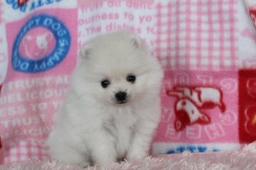 ポメラニアン【岡山県・男の子・2016年11月13日・クリーム】の写真「遊ぶの大好き！甘えん坊なキュートボーイ☆」