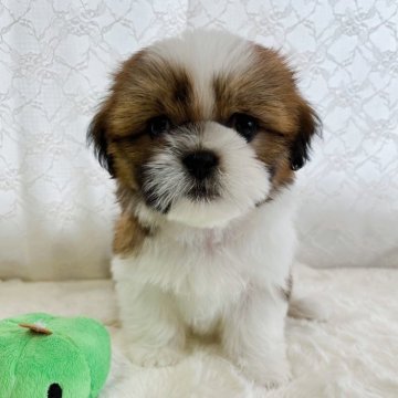 シーズー【岡山県・男の子・2024年4月16日・ゴールド&ホワイト】の写真「とっても甘え上手なシーズーの男の子⭐︎」