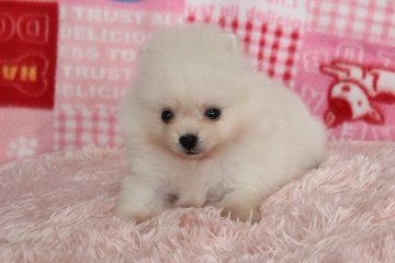 ポメラニアン【岡山県・男の子・2016年11月13日・クリーム】の写真「うるうるオメメ☆キュートなもこもこボーイ！」