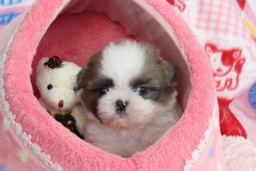 シーズー【岡山県・男の子・2016年11月1日・ゴールド&ホワイト】の写真「ころころまんまる！元気いっぱいのわんぱくボーイ☆」