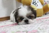 シーズー【岡山県・女の子・2016年8月1日・ゴールド&ホワイト】の写真3「会いに来てね♪」
