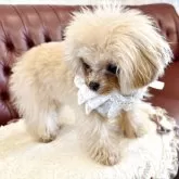 ティーカッププードル【香川県・女の子・2024年8月21日・カフェオレ(ミルクティーに近いです)】の写真10「鼻ぺちゃ🤭」