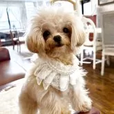 ティーカッププードル【香川県・女の子・2024年8月21日・カフェオレ(ミルクティーに近いです)】の写真1「💎ラグジュアリークラス💎」