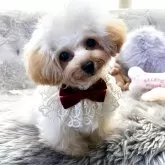 ティーカッププードル