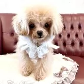 ティーカッププードル【香川県・女の子・2024年8月21日・カフェオレ(ミルクティーに近いです)】の写真3「お転婆姫👸」