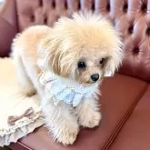 ティーカッププードル【香川県・女の子・2024年8月21日・カフェオレ(ミルクティーに近いです)】の写真4「マズル短いです💓」