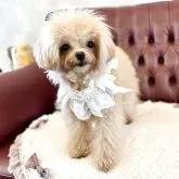 ティーカッププードル【香川県・女の子・2024年8月21日・カフェオレ(ミルクティーに近いです)】の写真5「優しいカラー」