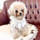 ティーカッププードル【香川県・女の子・2024年8月21日・カフェオレ(ミルクティーに近いです)】の写真8「ベビーフェイス」