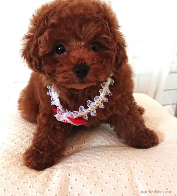 ID:2005-01045の子犬